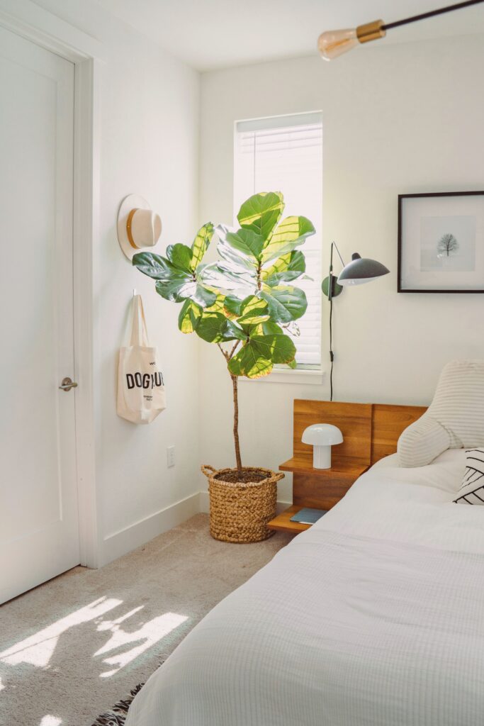 habitación muy luminosa con una higuera junto a la ventana